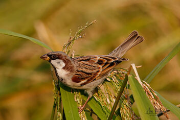 Remembering the Sparrow on 