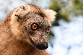Brown Lemur - Kostenloses image #479137