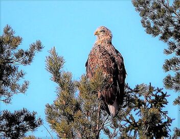 Sea Eagle at the top of pine tree - image #479187 gratis