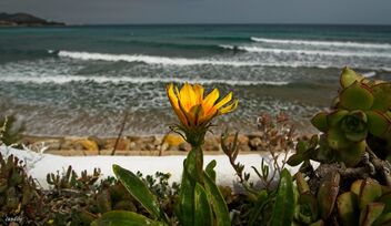 La flor y las olas - Free image #479307