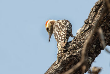 A Yellow Crowned Woodpecker in action - image gratuit #479327 