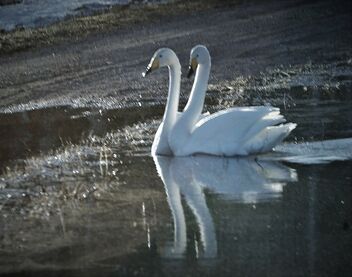 Swans in shadows - image #479377 gratis