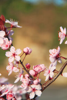 Cherry blossom - Free image #479397
