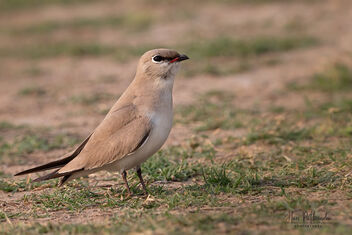 An Small Pratincole watching us cautiously - image #479517 gratis