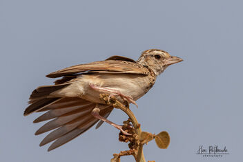 A Jerdon's Bushlark Stretching its wings - Free image #479577