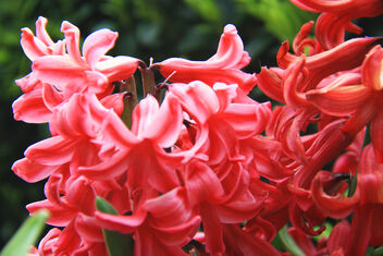Red Hyacinths - image gratuit #479627 