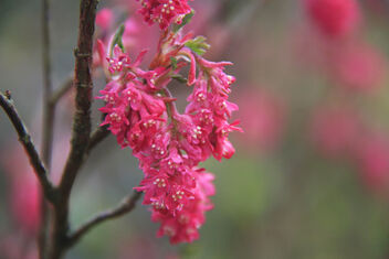 Spring flowers - image #479677 gratis