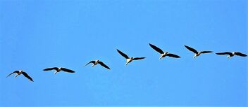 Sea Gooses are back - бесплатный image #479717