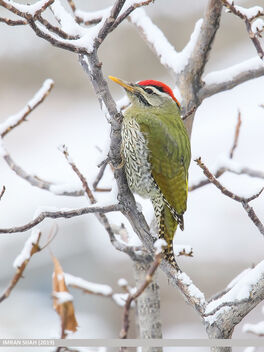 Scaly-bellied Woodpecker (Picus squamatus) - бесплатный image #479807