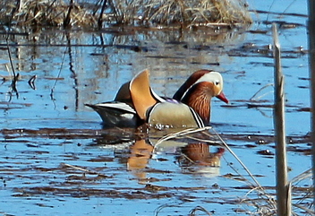 Mandarin duck - image gratuit #479817 