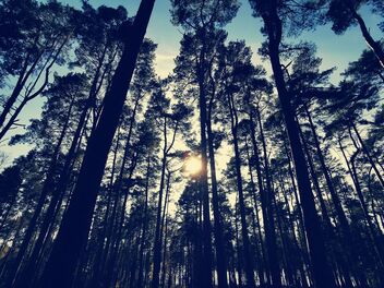 under the pines - Free image #479887