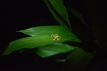 Reed Frog - image gratuit #479937 