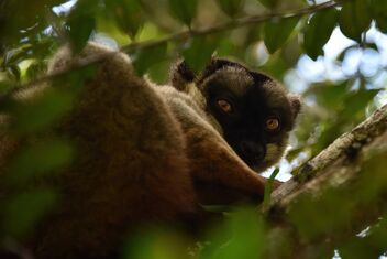 Brown Lemur - image gratuit #479957 