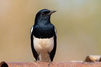 An Oriental Magpie Robin looking for food - Free image #479987