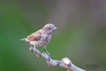 A curious Thick-Billed Flowerpecker - Kostenloses image #480047