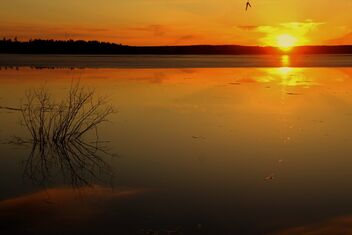 Sprin sunset evening - Free image #480097