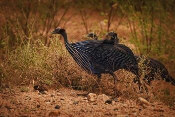 Vulturine Guinea Fowl - image #480137 gratis
