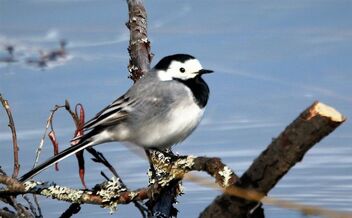 Wagtail - image gratuit #480197 