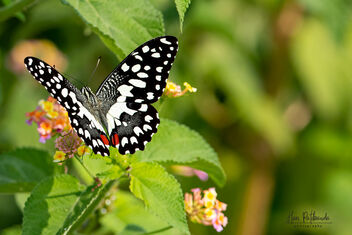A Common Lime Butterfly in action - image gratuit #480307 