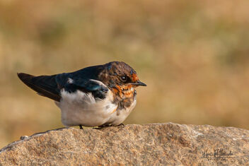 A Bored Barn Swallow resting on a rock - image gratuit #480537 