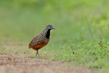 A Barred Buttonquail in action on a dirt road - image gratuit #480607 
