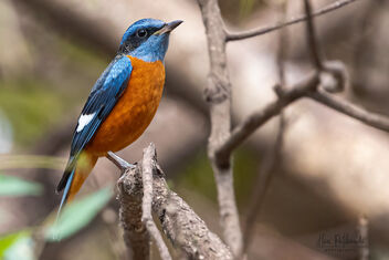 A Blue Capped Rock Thrush looking for action - Free image #480627