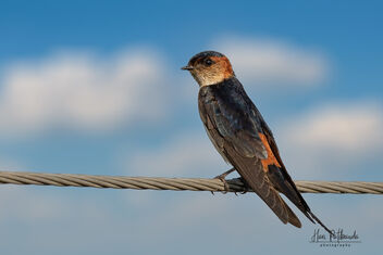 A Red Rumped Swallow on a wire at Eye-level - бесплатный image #480797