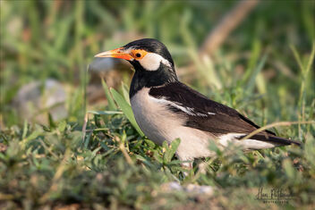 An Asian Pied Starling looking for nest materials - image gratuit #480907 