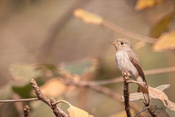 An Asian Brown Flycatcher in its Habitat - Free image #480967