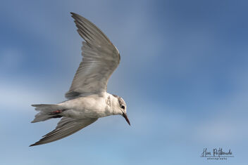 A Whiskered Tern Flying above a Fish Farm - бесплатный image #480987