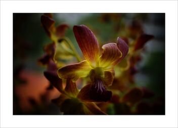 Orchids - Kostenloses image #481007