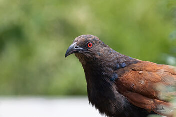 A Greater Coucal from up Close - Too close maybe - бесплатный image #481067