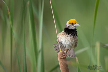 A Black Breasted Weaver near his nest - бесплатный image #481087