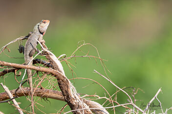 An Oriental Garden Lizard Basking in the sun - image gratuit #481187 