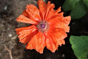 Garden Orange Beauty - image #481227 gratis