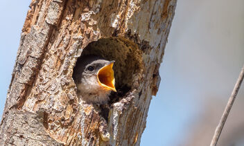 Tree Swallow (juvenile) - image gratuit #481257 
