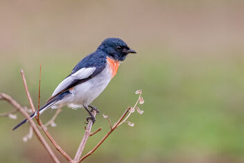 A Rare White Bellied Minivet Foraging - Free image #481267