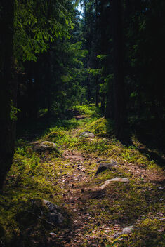 Forest Path 5 - image gratuit #481387 