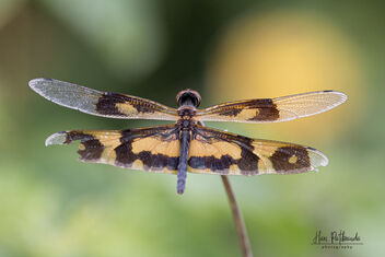 A Beautiful Widow Skimmer Dragonfly taking a pause - image #481517 gratis