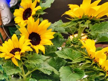 Summer garden - sunflowers - Kostenloses image #481577