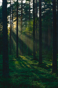 Birch in Pine Barrens - image gratuit #481617 