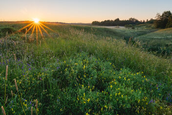 Morning Meadow - image gratuit #481657 