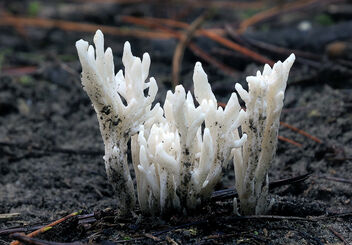 Coral Fungi. - Kostenloses image #481927