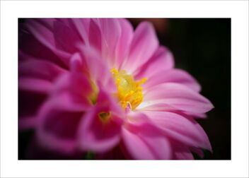 Chrysanthemum - Free image #481967