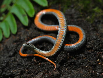 Northern Redbellied Snake (Storeria occipitomaculata occipitomaculata) - image #481997 gratis