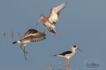 A Pair of Black Tailed Godwits in a fight - image gratuit #482277 