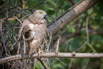 A Shikra Preening after a failed Hunt - image gratuit #482297 