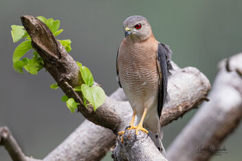 A Shikra waiting for the right moment to strike - бесплатный image #482567