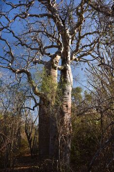 Baobabs, Madagascar - Kostenloses image #482597