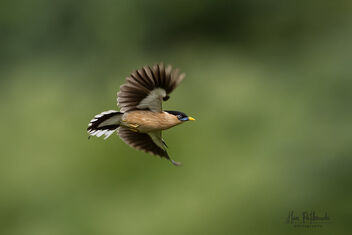 A Brahminy Starling in flight - бесплатный image #482627
